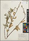 Foto von Salix lasiolepis Benth.
